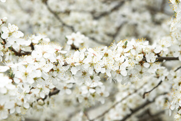 Cherry blossom branches. Blooming tree. white cherry tree flowers