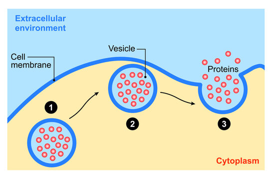 Scientific Designing Of Exocytosis Process. Colorful Symbols. Vector Illustration.