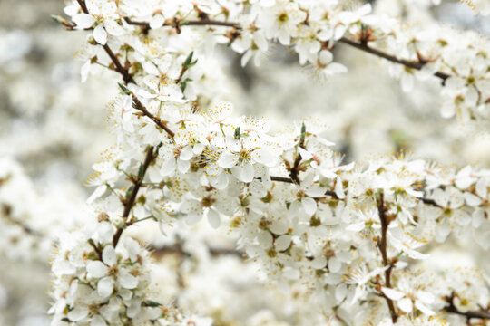 Cherry blossom branches. Blooming tree. white cherry tree flowers © Ruzanna