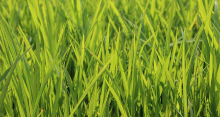 Fototapeta na wymiar Long green grass background for graphic resource uses .