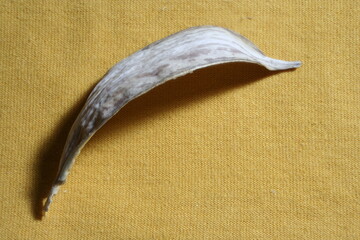 Càscara de la semilla de la flor Stapelia, son arqueadas de color gris claro terminada en punta,...