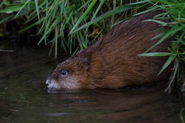 Bisam/Bisamratte (Ondatra zibethicus) gleitet aus ihrem Bau ins Wasser