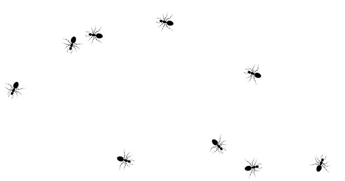 Colony ant. Swarm ants runs on white screen. Workers ants marching, teamwork. Invasion of hordes of ants. Loop seamless background. 4K Video motion graphic animation
