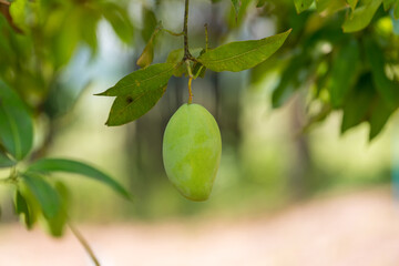 Green mango hanging, mango field, mango farm. Agricultural concept, Agricultural industry concept. Mangoes fruit on the tree in garden, Bunch of green ripe mango on tree in garden.