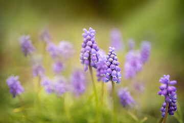 Muscari, Traubenhyazinthe. 