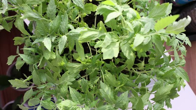 Solanum lycopersicum: tomato seedlings grow in a pot at home
