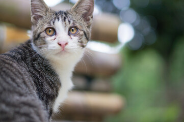 振り向いて空を見上げる子猫