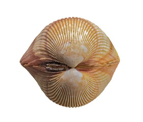 Shell of Bivalve Sea Mollusk Vasticardium Elongatum (Latin Name). Rear View. Isolated On White Background