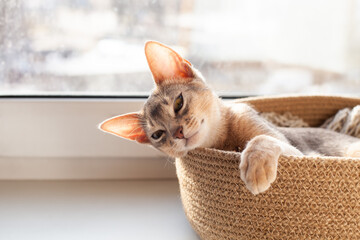Cute abyssinian blue cat lying in jute bed on a windowsill. Calm four month old kitten enjoying sun. Pets care. World cat day. Image for websites about cats. Selective focus.