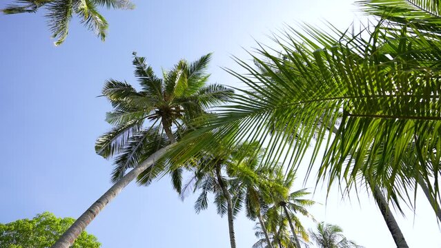 Palm trees silhouette. sunset, sky, clouds, beach, island. Coconut trees bottom view. Green palm trees blue sky background. Video 4k. Maldives island. Paradise place