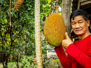 Ripe jackfruit hanging on the jackfruit tree and gardeners