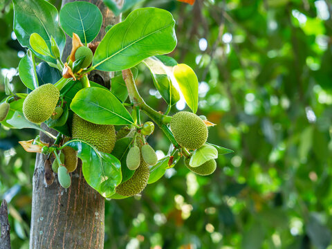 Small Jackfruit growing on the tree, Jackfruit is Delicious sweet fruit, Artocarpus heterophyllus Lamk