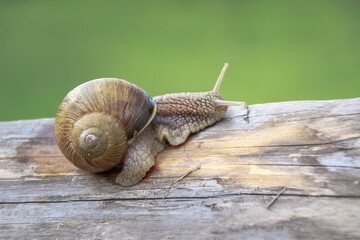 Snail