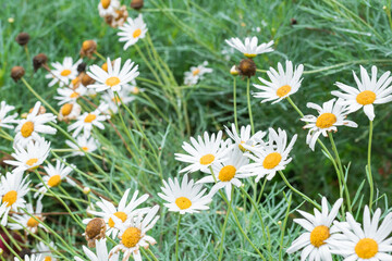 Fototapeta premium cultivation of beautiful Bellis perennis or white daisy flowers with the morning dew on their petals and resibiendo the first rays of sunshine. is a herbaceous plant of the asteraceae family.