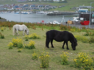Peaceful shetland ponies in a meadow near Scalloway, Shetland Islands, Scotland, UK