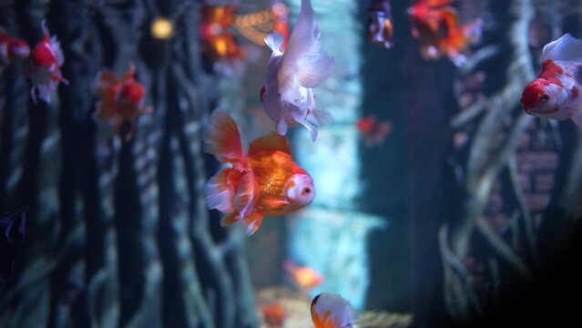 Oranda decorative goldfish swimming underwater, inhabitants of the sea world, close-up colorful fish in the water