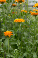 Bright summer flowers, beautiful and saturated shades