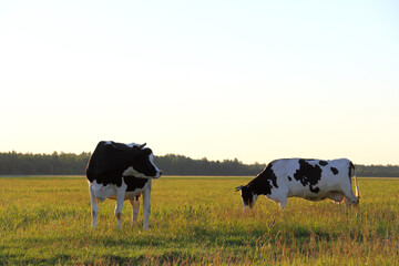 one cow watches as another eats grass in a large meadow against the backdrop of a forest early in the morning. European ecological pastures