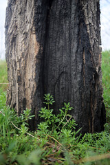 burnt tree and young green grass texture