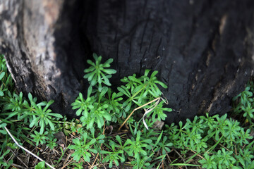 burnt tree and young green grass texture