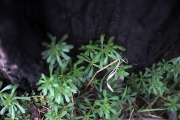 burnt tree and young green grass texture