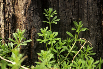 burnt tree and young green grass texture