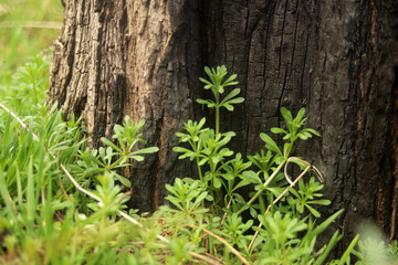 burnt tree and young green grass texture