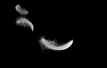 Soft White Fluffly Feathers Falling in The Air. Swan Feather on Black Background. Down Feathers. Floating Feathers.	