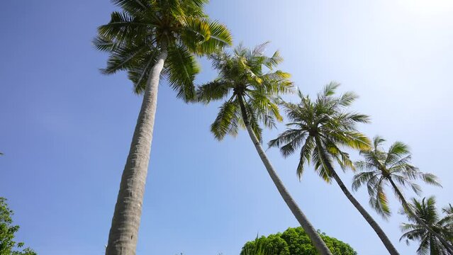 Coconut palm trees bottom view. Green palm tree on blue sky background. View of palm trees against sky. Beach on the tropical island. Palm trees at sunlight. Shot on Gimbal high quality slow movement