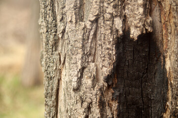 burnt wood texture