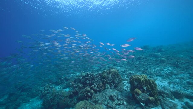 Seascape with Bait Ball, School of Fish, Mackerel fish in the coral reef of the Caribbean Sea, Curacao