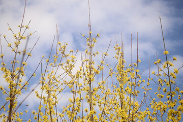 yellow flowering tree in spring against blue sky texture