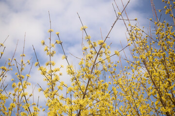 yellow flowering tree in spring against blue sky texture