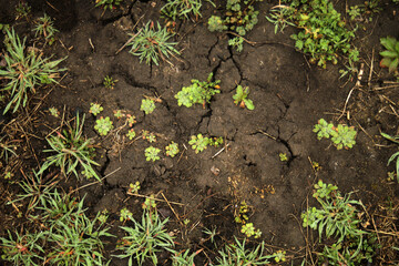 green moss on the ground