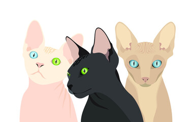 Sphynx cats are black, white and beige with blue and green eyes, heterochromia. Isolated vector illustration on white background