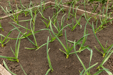 Growing garlic in the garden. Household