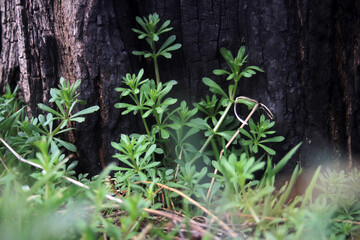 burnt tree and young green grass texture