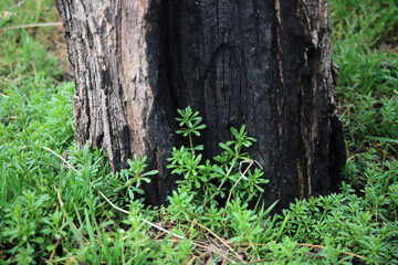 burnt tree and young green grass texture