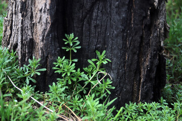 burnt tree and young green grass texture