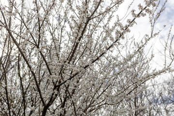 Blooming cherry. Cherry branches with flowers