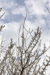 Blooming cherry. Cherry branches with flowers