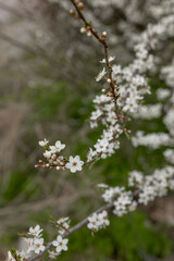 Blooming cherry. Cherry branches with flowers
