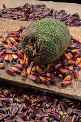 Pine cone and pine nuts (typical araucaria seed used as a condiment in Brazilian cuisine). Pine nuts, typical winter food on wooden background.
