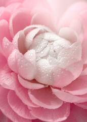 pink rose close up