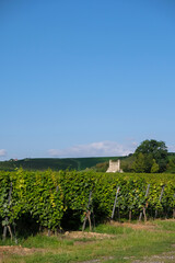 Obraz premium Vineyards on a sunny summer morning. Bodenheim, Rhineland Palatinate, Germany. Old building in the vineyard. Vertical image. 