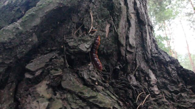 the big catterpillar of the goat moth (Cossus cossus) in nature