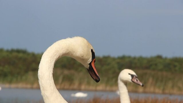 wild white swans at the lake Somynets, Shatsk National Natural Park, Volyn region of Ukraine