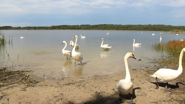 wild white swans at the lake Somynets, Shatsk National Natural Park, Volyn region of Ukraine