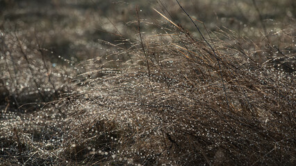 Fallen dry grass in the meadow and dew drops.