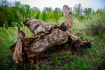 Old tree trunk struck by lightning on a background of greenery.